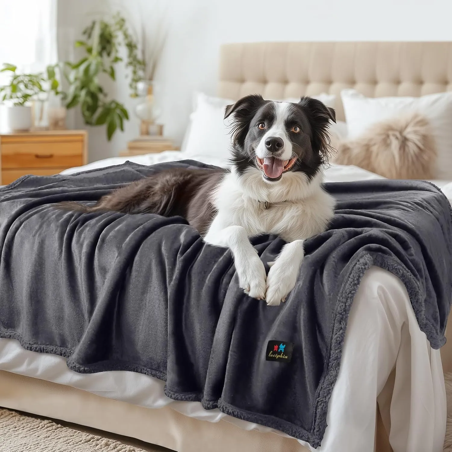 Waterproof Pet Blanket, Liquid Pee Proof Dog Blanket for Sofa Bed Couch, Reversible Sherpa Fleece Furniture Protector Cover for Small Medium Large Dogs Cats, Dark Gray X-Large（85" x 57"）